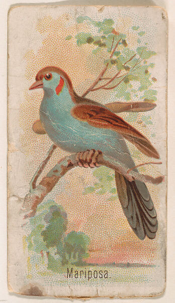 Mariposa, from the Zoo Birds series (E30) issued by The Philadelphia Confections Co. to promote Zoo Caramels, Issued by The Philadelphia Confections Co., Commercial color lithograph 