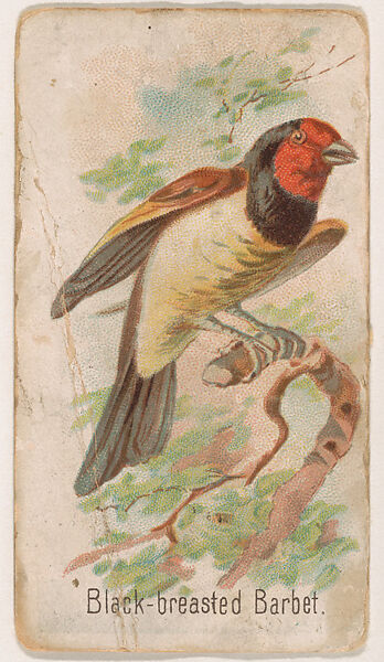 Black-breasted Barbet, from the Zoo Birds series (E30) issued by The Philadelphia Confections Co. to promote Zoo Caramels, Issued by The Philadelphia Confections Co., Commercial color lithograph 