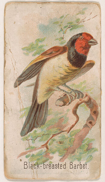Black-breasted Barbet, from the Zoo Birds series (E30) issued by The Philadelphia Confections Co. to promote Zoo Caramels, Issued by The Philadelphia Confections Co., Commercial color lithograph