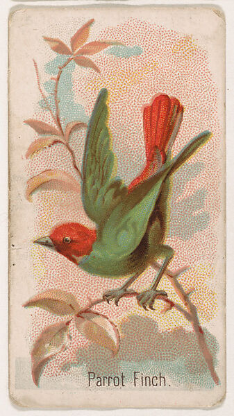 Parrot Finch, from the Zoo Birds series (E30) issued by The Philadelphia Confections Co. to promote Zoo Caramels, Issued by The Philadelphia Confections Co., Commercial color lithograph 