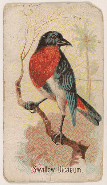 Swallow Dicaeum, from the Zoo Birds series (E30) issued by The Philadelphia Confections Co. to promote Zoo Caramels, Issued by The Philadelphia Confections Co., Commercial color lithograph 