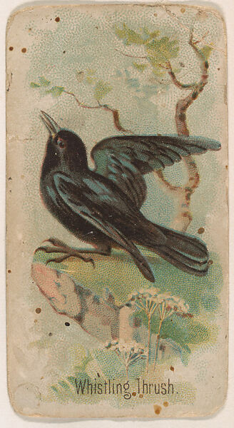 Whistling Thrush, from the Zoo Birds series (E30) issued by The Philadelphia Confections Co. to promote Zoo Caramels, Issued by The Philadelphia Confections Co., Commercial color lithograph 