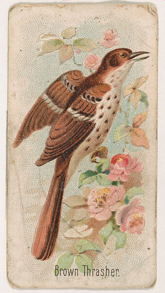 Brown Thrasher, from the Zoo Birds series (E30) issued by The Philadelphia Confections Co. to promote Zoo Caramels, Issued by The Philadelphia Confections Co., Commercial color lithograph 