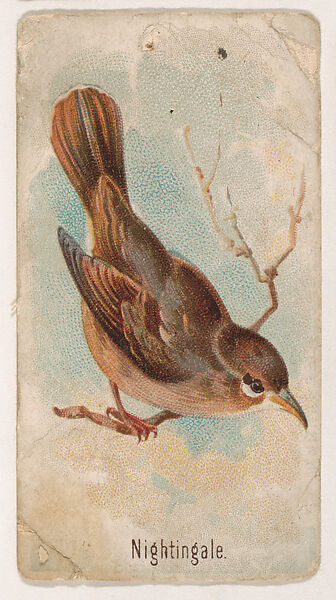 Nightingale, from the Zoo Birds series (E30) issued by The Philadelphia Confections Co. to promote Zoo Caramels, Issued by The Philadelphia Confections Co., Commercial color lithograph 