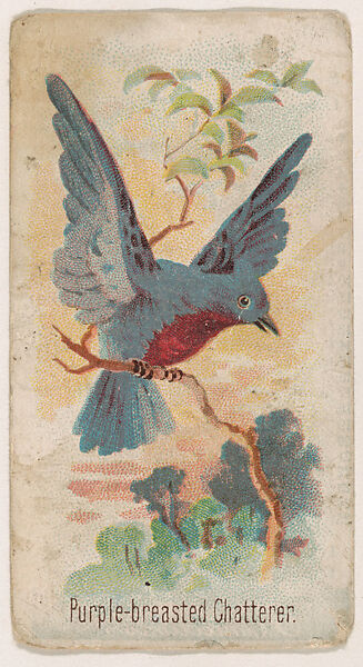 Purple-breasted Chatterer, from the Zoo Birds series (E30) issued by The Philadelphia Confections Co. to promote Zoo Caramels, Issued by The Philadelphia Confections Co., Commercial color lithograph 