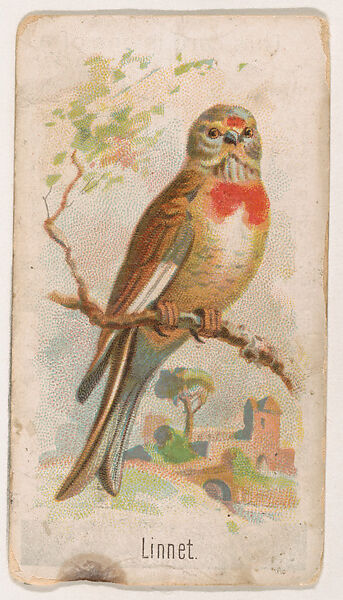 Linnet, from the Zoo Birds series (E30) issued by The Philadelphia Confections Co. to promote Zoo Caramels, Issued by The Philadelphia Confections Co., Commercial color lithograph 