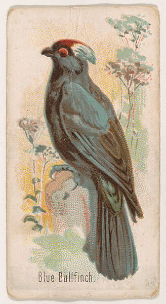 Blue Bullfinch, from the Zoo Birds series (E30) issued by The Philadelphia Confections Co. to promote Zoo Caramels, Issued by The Philadelphia Confections Co., Commercial color lithograph 