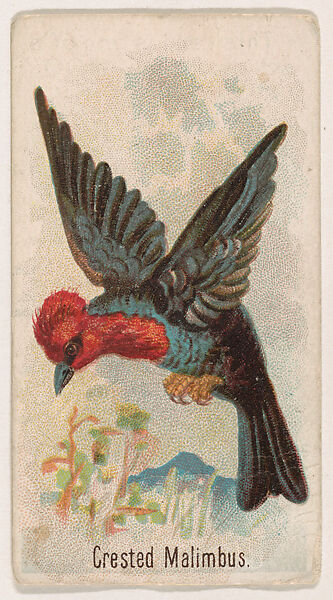 Crested Malimbus, from the Zoo Birds series (E30) issued by The Philadelphia Confections Co. to promote Zoo Caramels, Issued by The Philadelphia Confections Co., Commercial color lithograph 