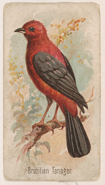 Brazilian Tanager, from the Zoo Birds series (E30) issued by The Philadelphia Confections Co. to promote Zoo Caramels, Issued by The Philadelphia Confections Co., Commercial color lithograph 