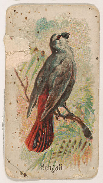 Bengali, from the Zoo Birds series (E30) issued by The Philadelphia Confections Co. to promote Zoo Caramels, Issued by The Philadelphia Confections Co., Commercial color lithograph 