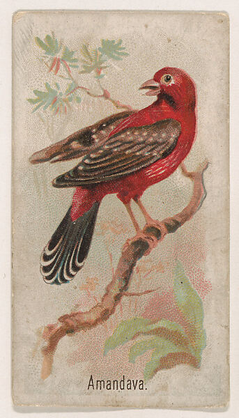 Amandava, from the Zoo Birds series (E30) issued by The Philadelphia Confections Co. to promote Zoo Caramels, Issued by The Philadelphia Confections Co., Commercial color lithograph 