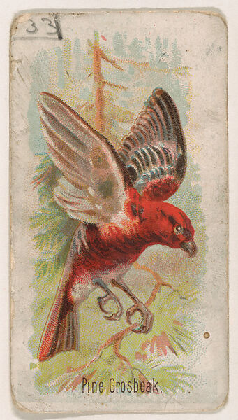 Pine Grosbeak, from the Zoo Birds series (E30) issued by The Philadelphia Confections Co. to promote Zoo Caramels, Issued by The Philadelphia Confections Co., Commercial color lithograph 