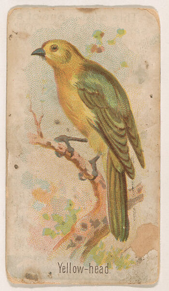 Yellow-head, from the Zoo Birds series (E30) issued by The Philadelphia Confections Co. to promote Zoo Caramels, Issued by The Philadelphia Confections Co., Commercial color lithograph 