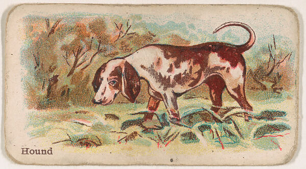 Hound, from the Zoo Dogs series (E33) issued by The Philadelphia Caramel Company to promote Zoo Caramels, Issued by Philadelphia Caramel Co., Camden, New Jersey, Commercial color lithograph 