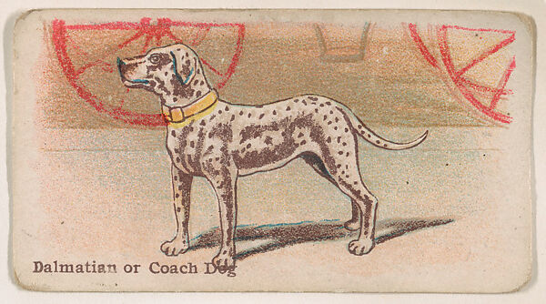 Dalmatian or Coach Dog, from the Zoo Dogs series (E33) issued by The Philadelphia Caramel Company to promote Zoo Caramels, Issued by Philadelphia Caramel Co., Camden, New Jersey, Commercial color lithograph 