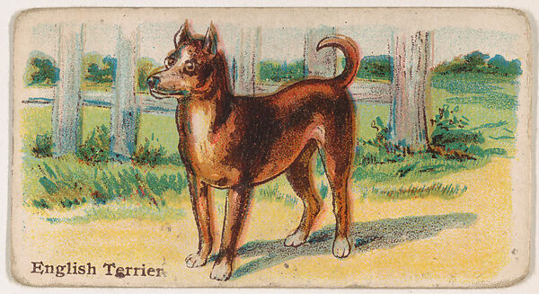 English Terrier, from the Zoo Dogs series (E33) issued by The Philadelphia Caramel Company to promote Zoo Caramels, Issued by Philadelphia Caramel Co., Camden, New Jersey, Commercial color lithograph 