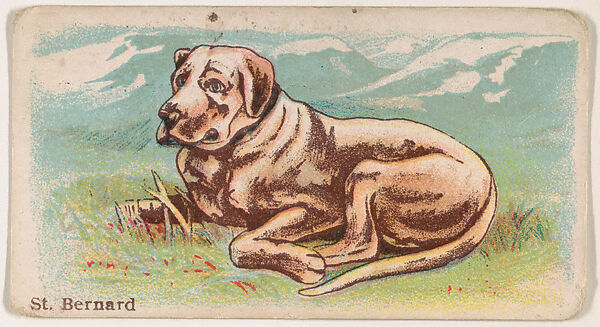 Saint Bernard, from the Zoo Dogs series (E33) issued by The Philadelphia Caramel Company to promote Zoo Caramels, Issued by Philadelphia Caramel Co., Camden, New Jersey, Commercial color lithograph 