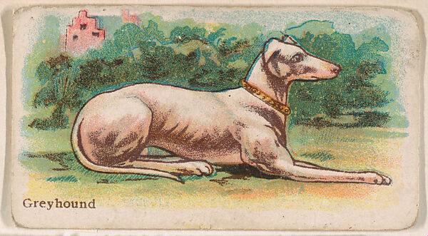 Greyhound, from the Zoo Dogs series (E33) issued by The Philadelphia Caramel Company to promote Zoo Caramels, Issued by Philadelphia Caramel Co., Camden, New Jersey, Commercial color lithograph 