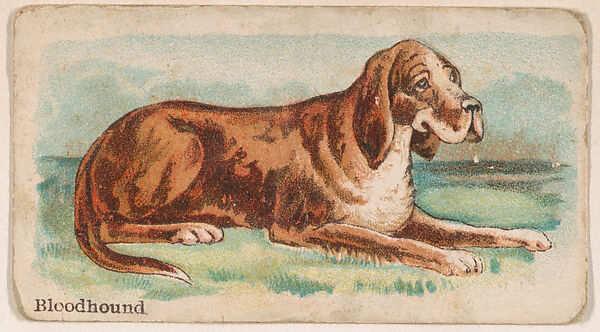 Bloodhound, from the Zoo Dogs series (E33) issued by The Philadelphia Caramel Company to promote Zoo Caramels, Issued by Philadelphia Caramel Co., Camden, New Jersey, Commercial color lithograph 