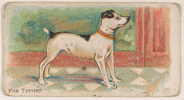 Fox Terrier, from the Zoo Dogs series (E33) issued by The Philadelphia Caramel Company to promote Zoo Caramels, Issued by Philadelphia Caramel Co., Camden, New Jersey, Commercial color lithograph 