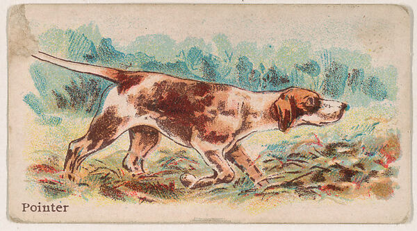 Pointer, from the Zoo Dogs series (E33) issued by The Philadelphia Caramel Company to promote Zoo Caramels, Issued by Philadelphia Caramel Co., Camden, New Jersey, Commercial color lithograph 