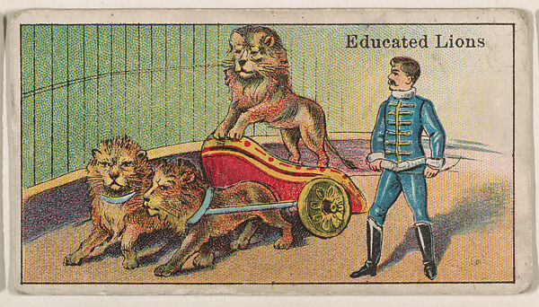 Educated Lions, from The Circus series (E44) issued by Messer's Gum, Issued by Messer&#39;s Gum (American), Commercial color lithograph 