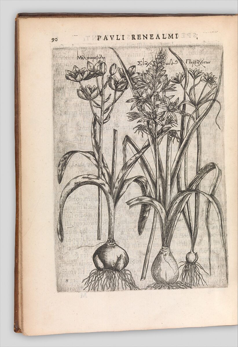 Specimen historiae plantarum, Paul de Reneaulme (French, 1560–1624), Printed book, containing 25 etched plates 