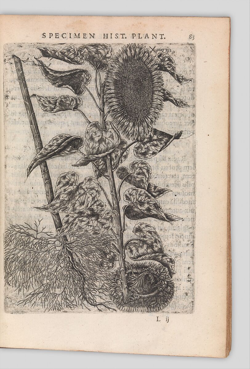 Specimen historiae plantarum, Paul de Reneaulme (French, 1560–1624), Printed book, containing 25 etched plates