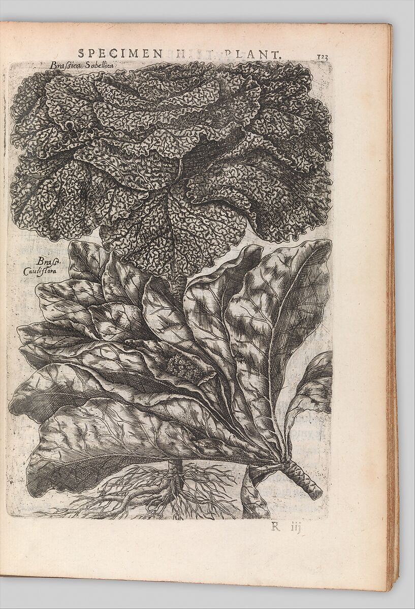 Specimen historiae plantarum, Paul de Reneaulme (French, 1560–1624), Printed book, containing 25 etched plates