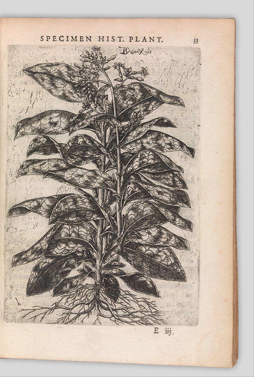 Specimen historiae plantarum, Paul de Reneaulme (French, 1560–1624), Printed book, containing 25 etched plates