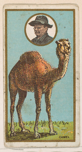 Camel, from the "Teddy's Trophies" series (E27) for the American Caramel Company, Issued by the American Caramel Company, Philadelphia, Commercial color lithograph 