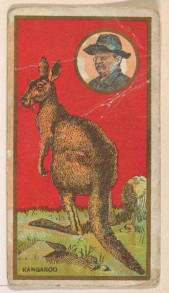 Kangaroo, from the "Teddy's Trophies" series (E27) for the American Caramel Company, Issued by the American Caramel Company, Philadelphia, Commercial color lithograph 
