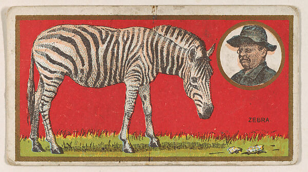 Zebra, from the "Teddy's Trophies" series (E27) for the American Caramel Company, Issued by the American Caramel Company, Philadelphia, Commercial color lithograph 