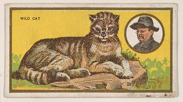 Wild Cat, from the "Teddy's Trophies" series (E27) for the American Caramel Company, Issued by the American Caramel Company, Philadelphia, Commercial color lithograph 