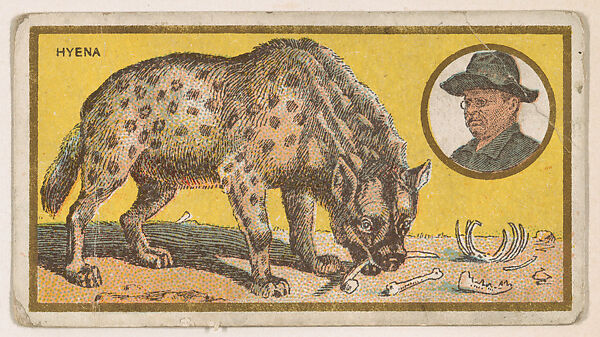 Hyena, from the "Teddy's Trophies" series (E27) for the American Caramel Company, Issued by the American Caramel Company, Philadelphia, Commercial color lithograph 