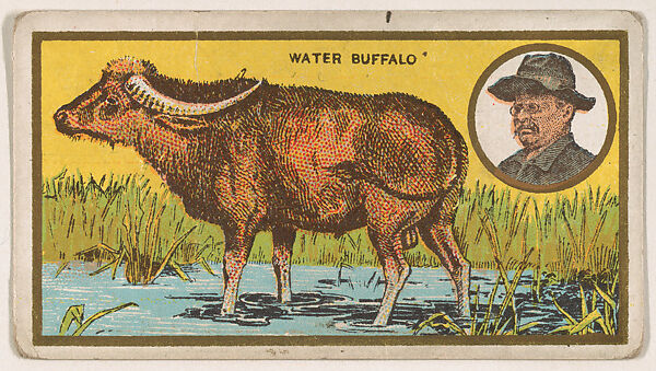 Water Buffalo, from the "Teddy's Trophies" series (E27) for the American Caramel Company, Issued by the American Caramel Company, Philadelphia, Commercial color lithograph 