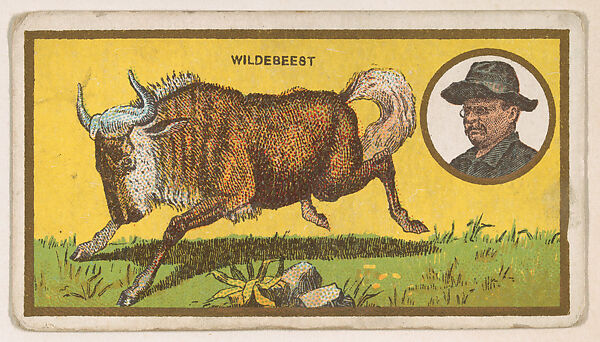 Wildebeest, from the "Teddy's Trophies" series (E27) for the American Caramel Company, Issued by the American Caramel Company, Philadelphia, Commercial color lithograph 