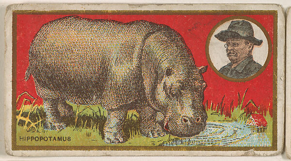 Hippopotamus, from the "Teddy's Trophies" series (E27) for the American Caramel Company, Issued by the American Caramel Company, Philadelphia, Commercial color lithograph 