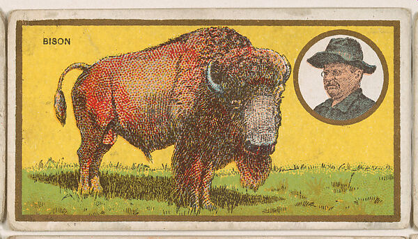 Bison, from the "Teddy's Trophies" series (E27) for the American Caramel Company, Issued by the American Caramel Company, Philadelphia, Commercial color lithograph 