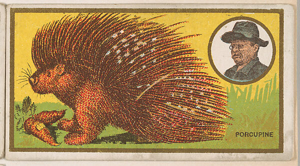 Porcupine, from the "Teddy's Trophies" series (E27) for the American Caramel Company, Issued by the American Caramel Company, Philadelphia, Commercial color lithograph 