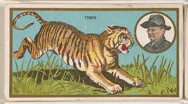 Tiger, from the "Teddy's Trophies" series (E27) for the American Caramel Company, Issued by the American Caramel Company, Philadelphia, Commercial color lithograph 