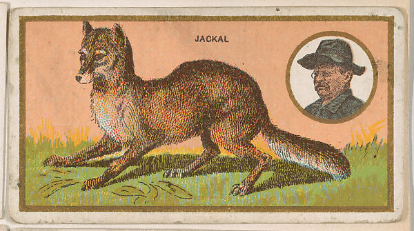 Jackal, from the "Teddy's Trophies" series (E27) for the American Caramel Company, Issued by the American Caramel Company, Philadelphia, Commercial color lithograph 