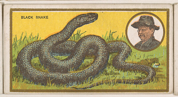 Black Snake, from the "Teddy's Trophies" series (E27) for the American Caramel Company, Issued by the American Caramel Company, Philadelphia, Commercial color lithograph 
