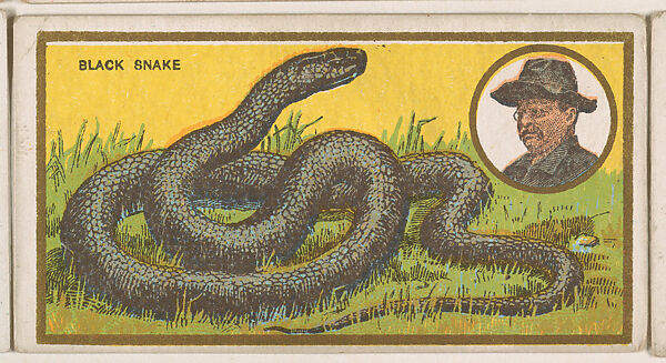 Black Snake, from the "Teddy's Trophies" series (E27) for the American Caramel Company, Issued by the American Caramel Company, Philadelphia, Commercial color lithograph 