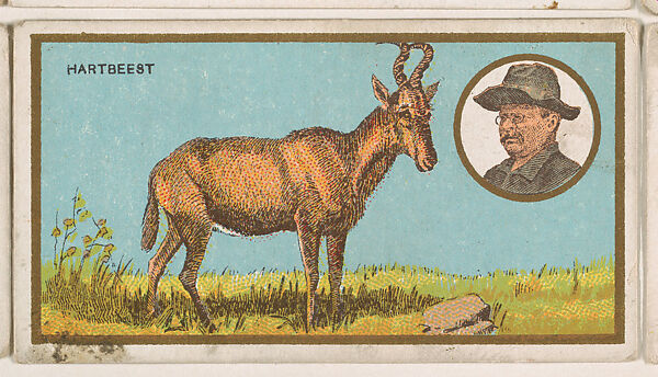 Hartbeest, from the "Teddy's Trophies" series (E27) for the American Caramel Company, Issued by the American Caramel Company, Philadelphia, Commercial color lithograph 