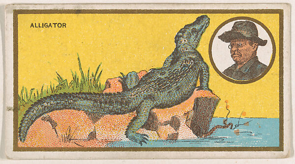 Alligator, from the "Teddy's Trophies" series (E27) for the American Caramel Company, Issued by the American Caramel Company, Philadelphia, Commercial color lithograph 