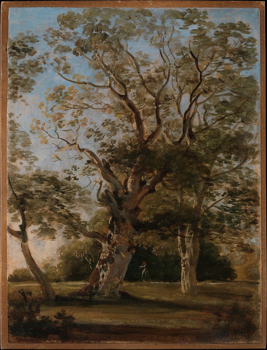 Beech Trees in the English Garden, Munich, Johann Georg von Dillis (German, Grüngiebing 1759–1841 Munich), Oil on paper, laid down on cardboard 