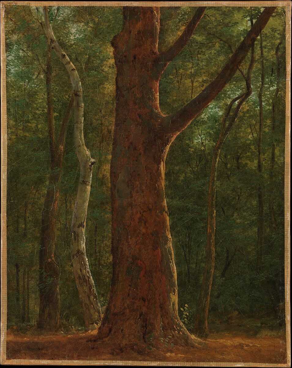 Beech Tree, Achille-Etna Michallon (French, Paris 1796–1822 Paris), Oil on canvas 
