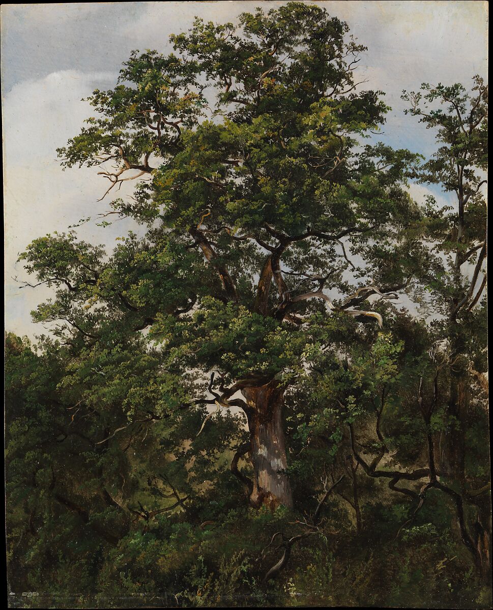 Oak Tree, Swiss Painter (ca. 1850), Oil on paper, laid down on wood 