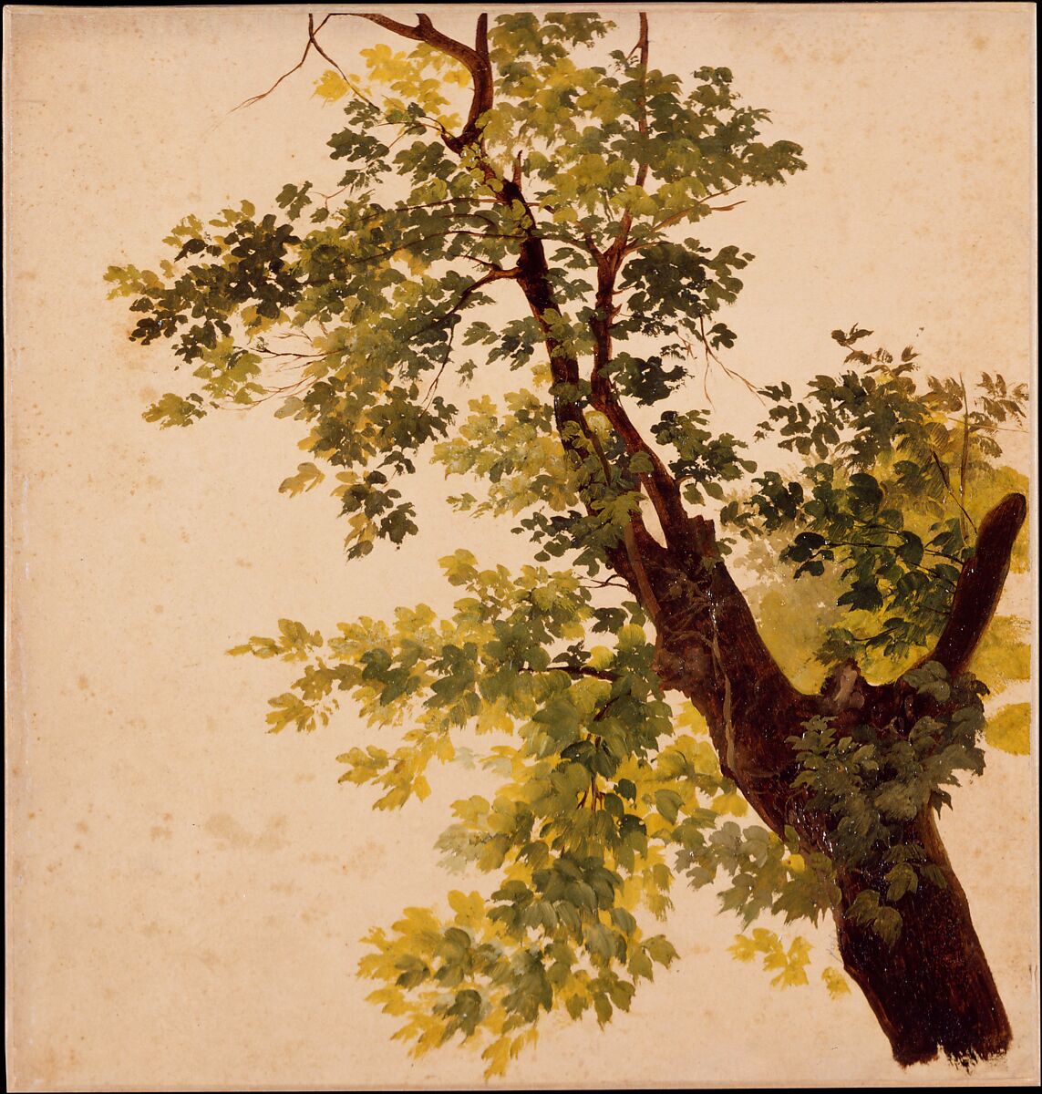 Study of a Tree Limb, Giovanni Battista Camuccini (Italian, Rome 1819–1904 Rome), Oil on paper, laid down on canvas 